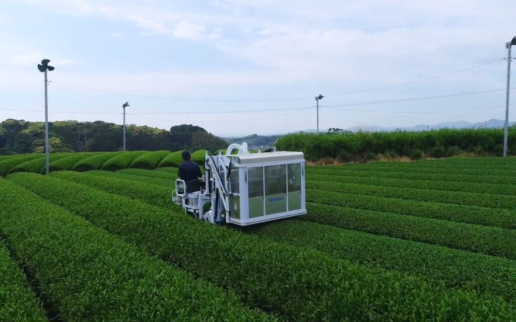 Basic Standards for Tea Picking