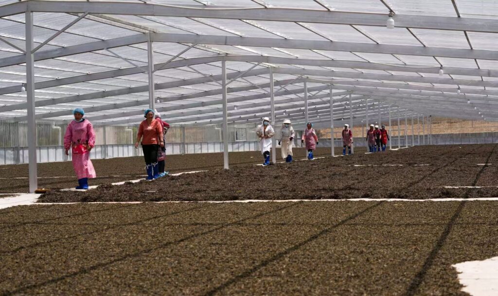 Puerh Tea Production Process