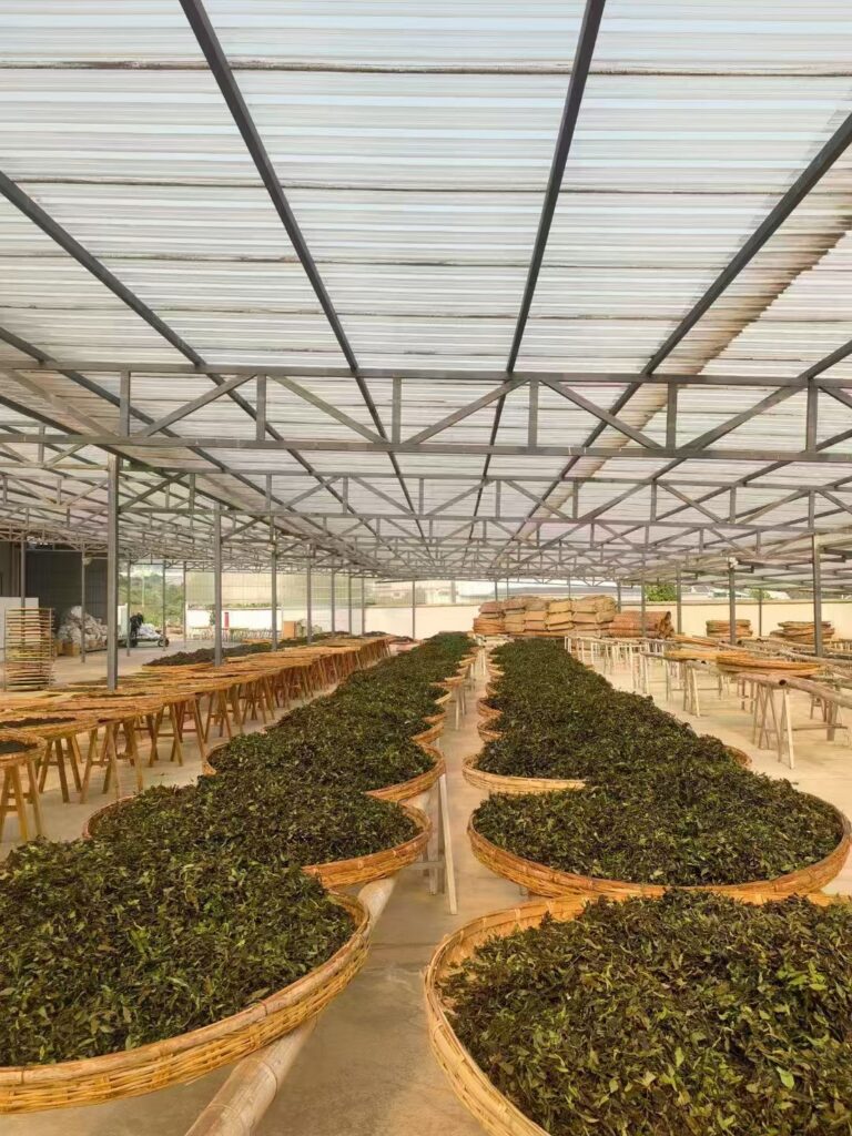 Puerh Tea Production Process