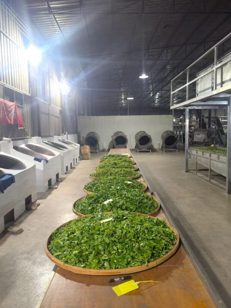 Puerh Tea Production Process