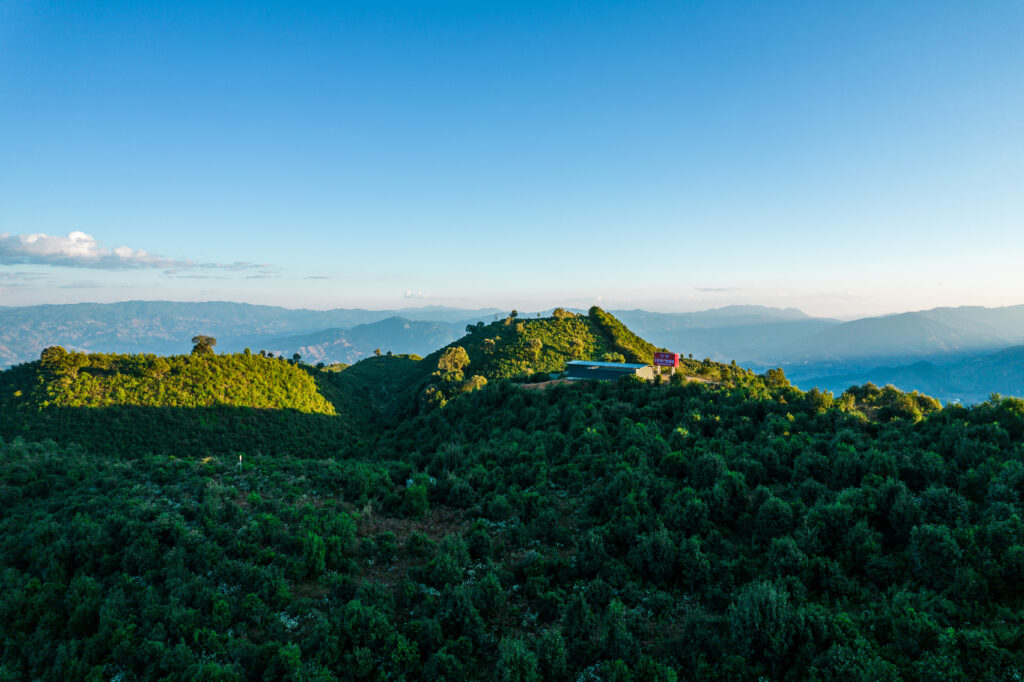 The Value of Pu-erh Tea