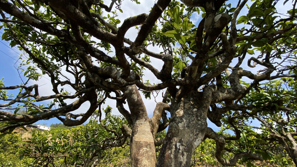  Yunnan Ancient Tree Tea