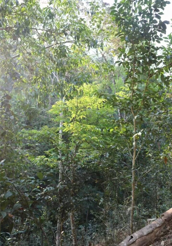 Pu-erh tea
