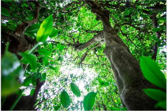 Ancient Tea Trees