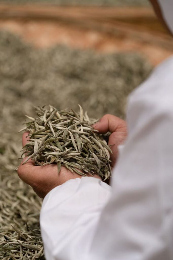 The Value of Pu-erh Tea